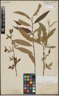 Foto von Salix alba L. x Salix pentandra L.